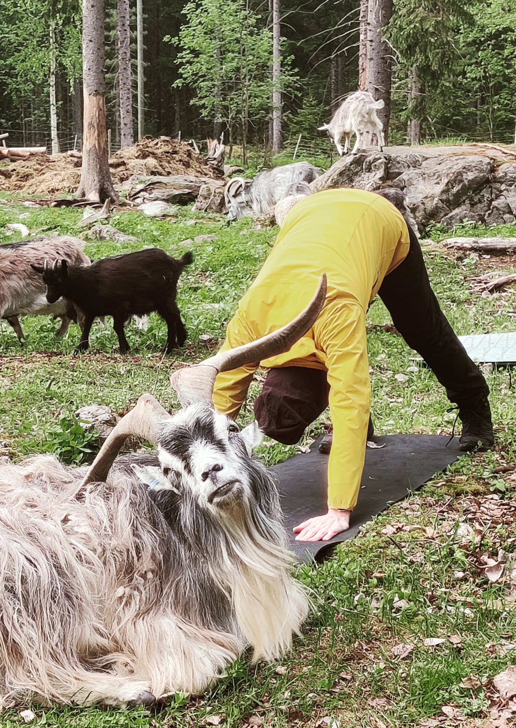 henkilö jumppaa vuohien ympäröimänä